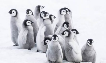 Marsz pingwinów – druga część oskarowego megahitu
